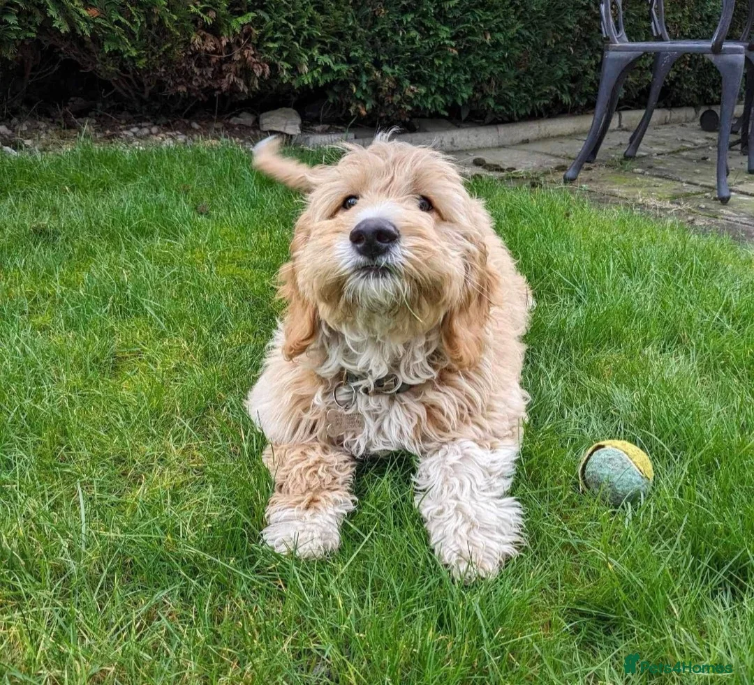 Poodle dogs for stud:  CHCHOCOLATE MERLE POODLE CARRYING PARTI in Todmorden - Advert 8