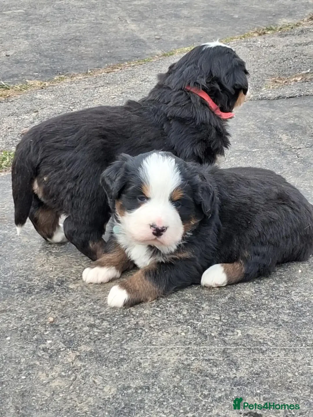 Bernese Mountain Dog dogs for sale:  pure Bernese mountain dog in Liverpool - Advert 11