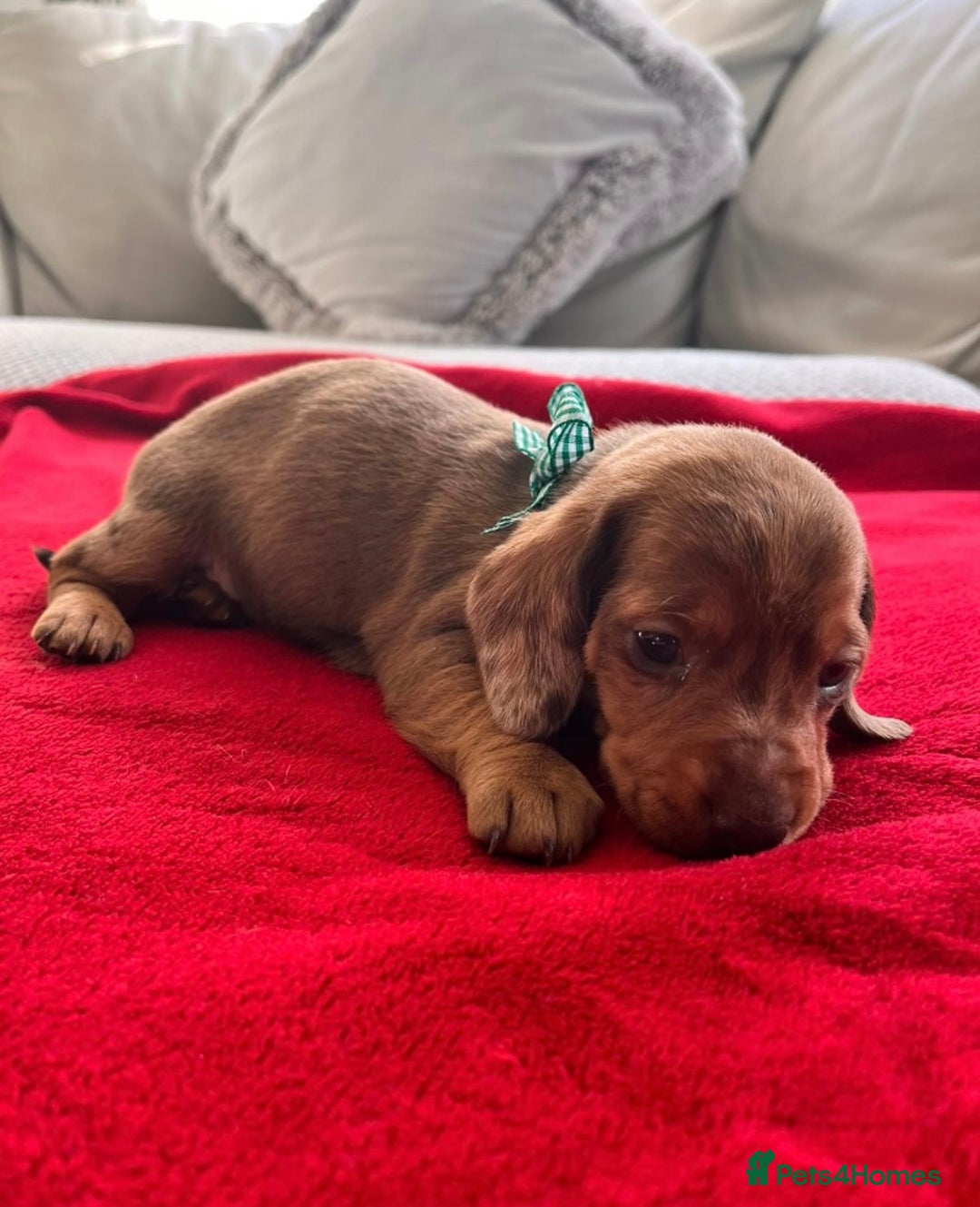 Dachshund dogs for sale: Beautiful Dachshund Puppies 🤩 - Image 6