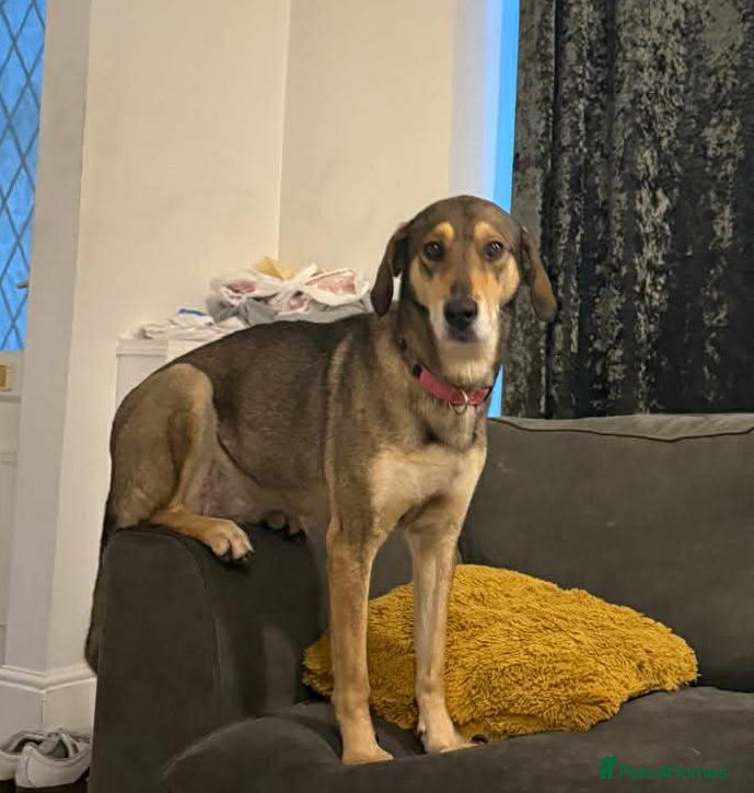 Mixed Breed dogs DOTTY – 9 years old, Female, Mixed Breed - Advert 1