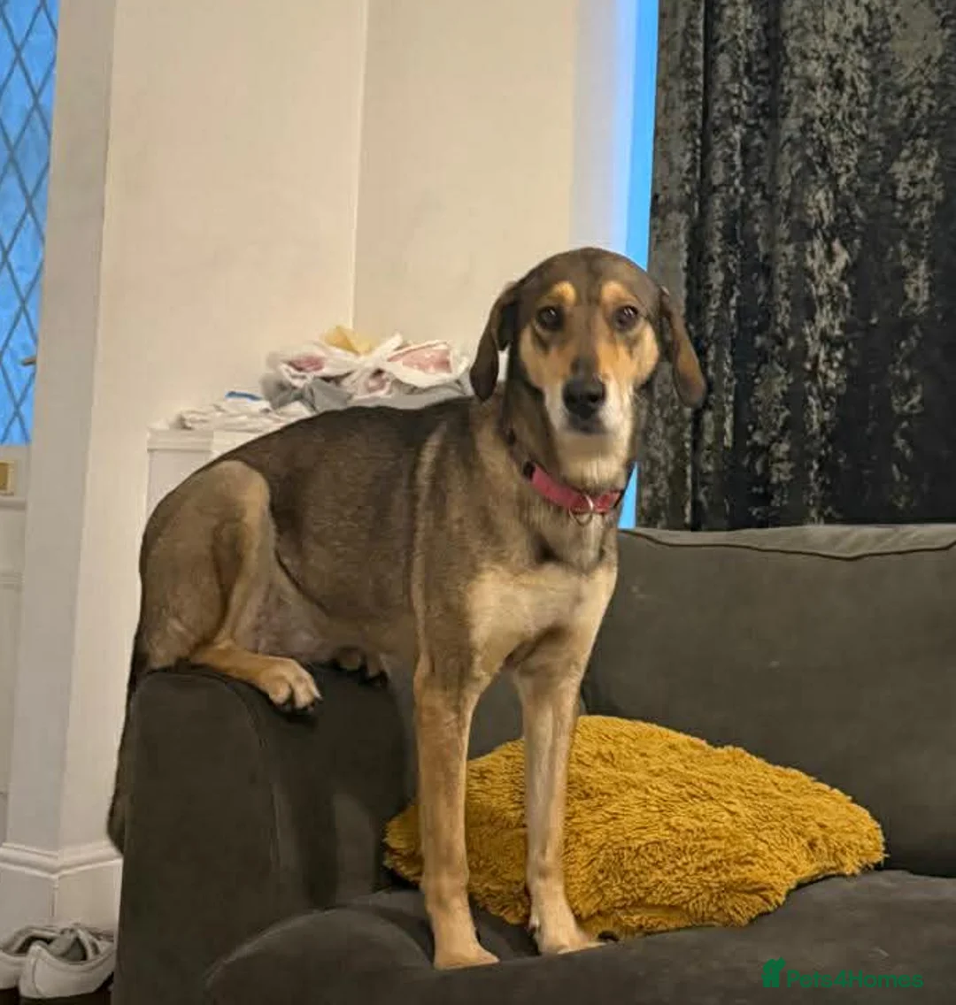 Mixed Breed dogs for adoption: DOTTY – 9 years old, Female, Mixed Breed - Advert 1