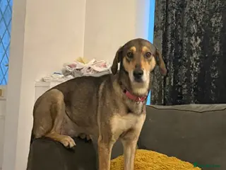 Mixed Breed dogs DOTTY – 9 years old, Female, Mixed Breed - Advert 1