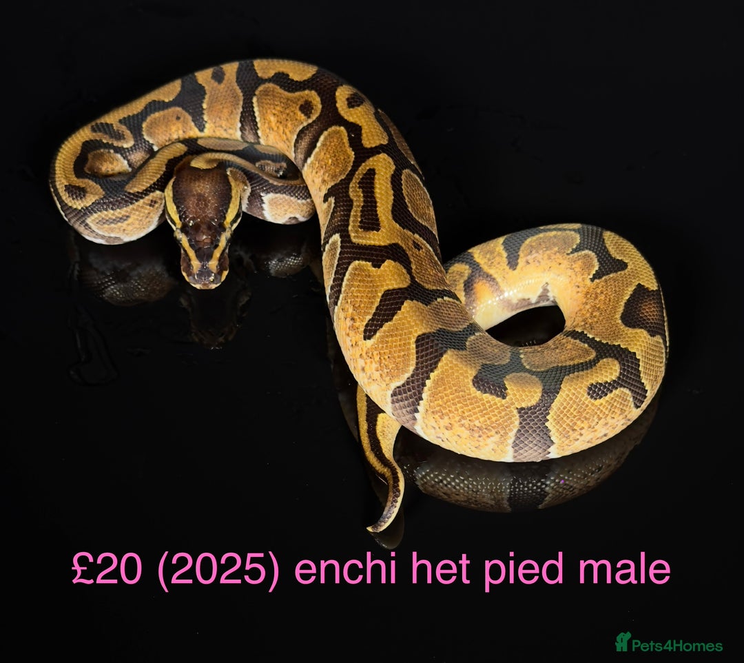 Python Snake reptiles for sale: Various royals for sale. (Reduced)  - Advert 12