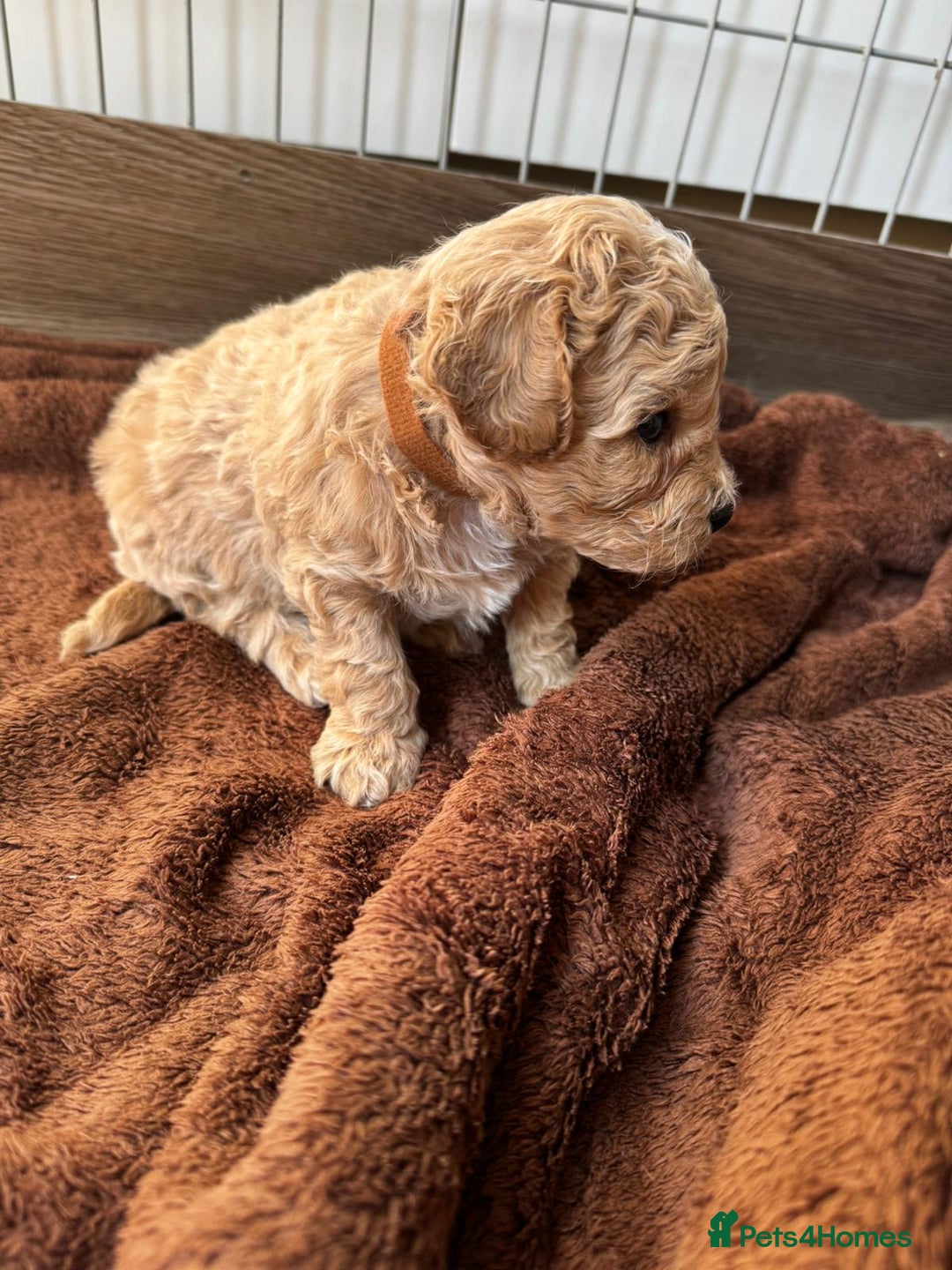Poochon dogs for sale: Poochon Puppies - Image 15