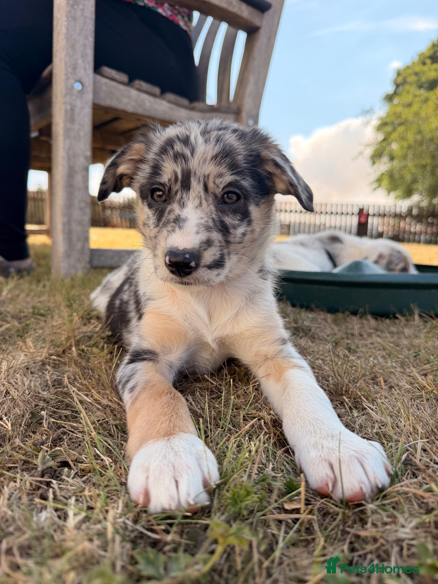 Border Collie dogs Stunning collie puppies for sale - Advert 1