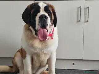 Saint Bernard dogs Lovely female Saint bernard - Advert 8