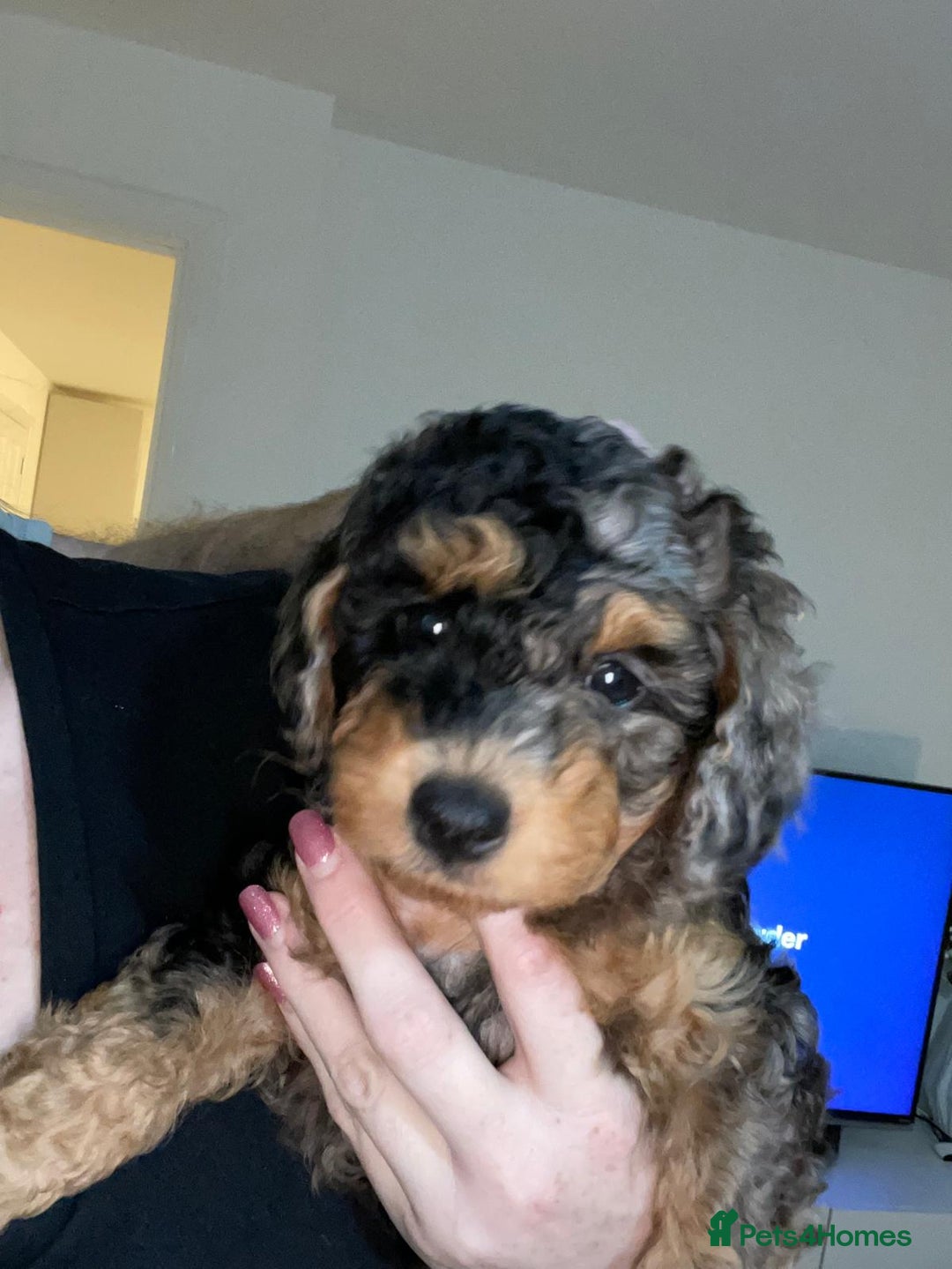 Cavapoochon dogs for sale: 6 cavapooschon puppies ready to go 18th January  - Advert 6