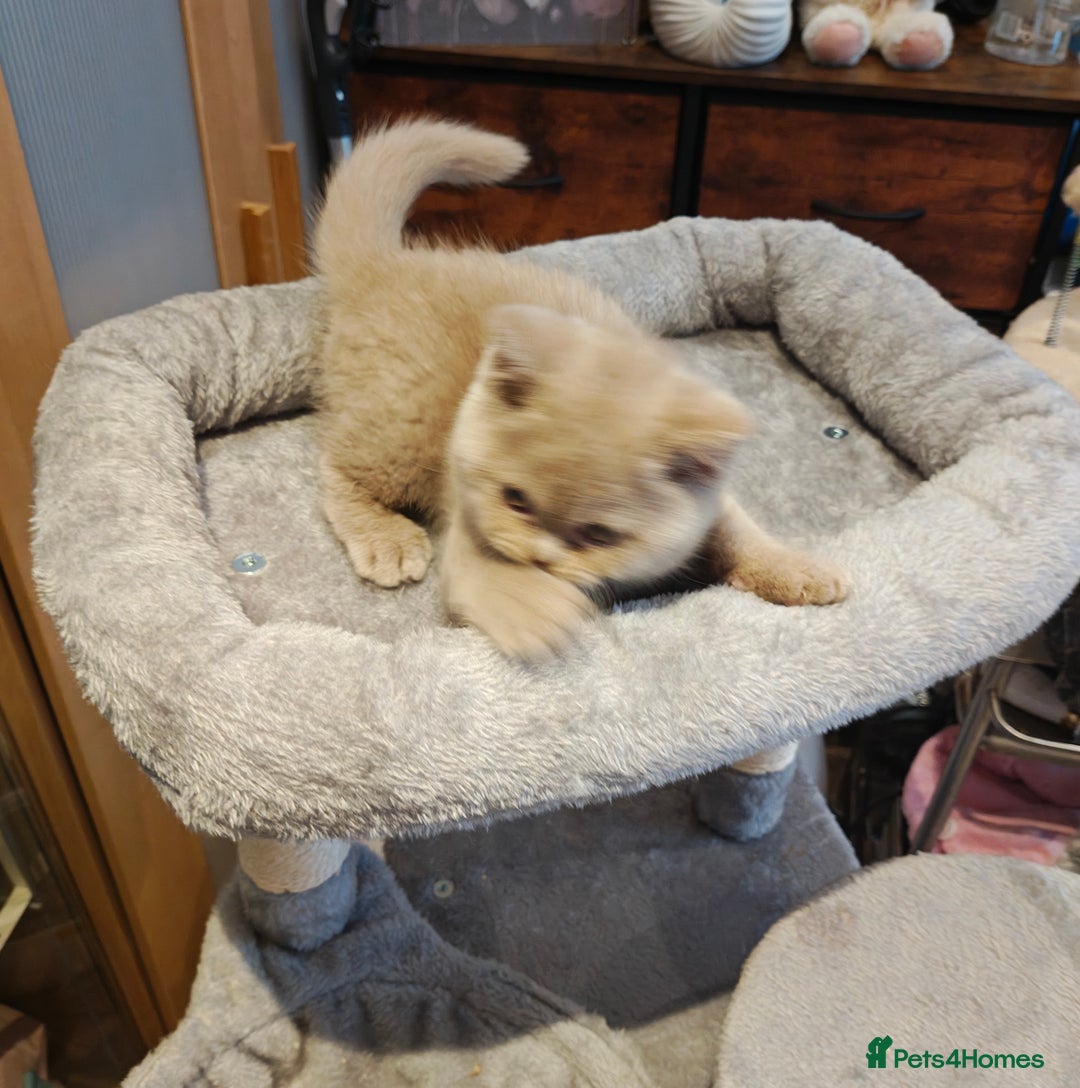 British Longhair cats for sale: Cinnamon bi colour longhair,fawn Shorthair  - Image 10