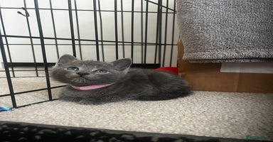 Russian Blue cats - Advert 6