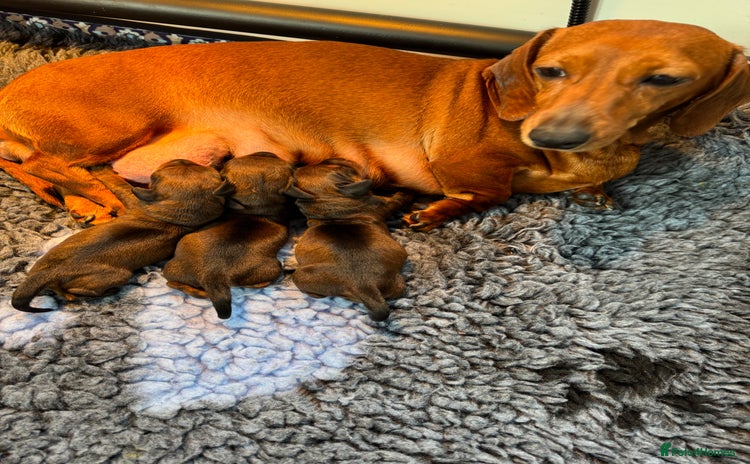 Dachshund dogs - Advert 1