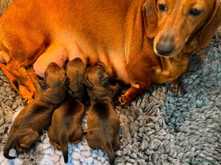 Dachshund dogs - Advert 25