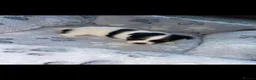 Jack Russell dogs for sale: Hayley smith - Advert 9