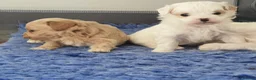 Maltipoo dogs for sale: Korean Toy Maltipoo puppies Dna health tested mum - Advert 3