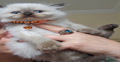 Himalayan cats - Advert 1