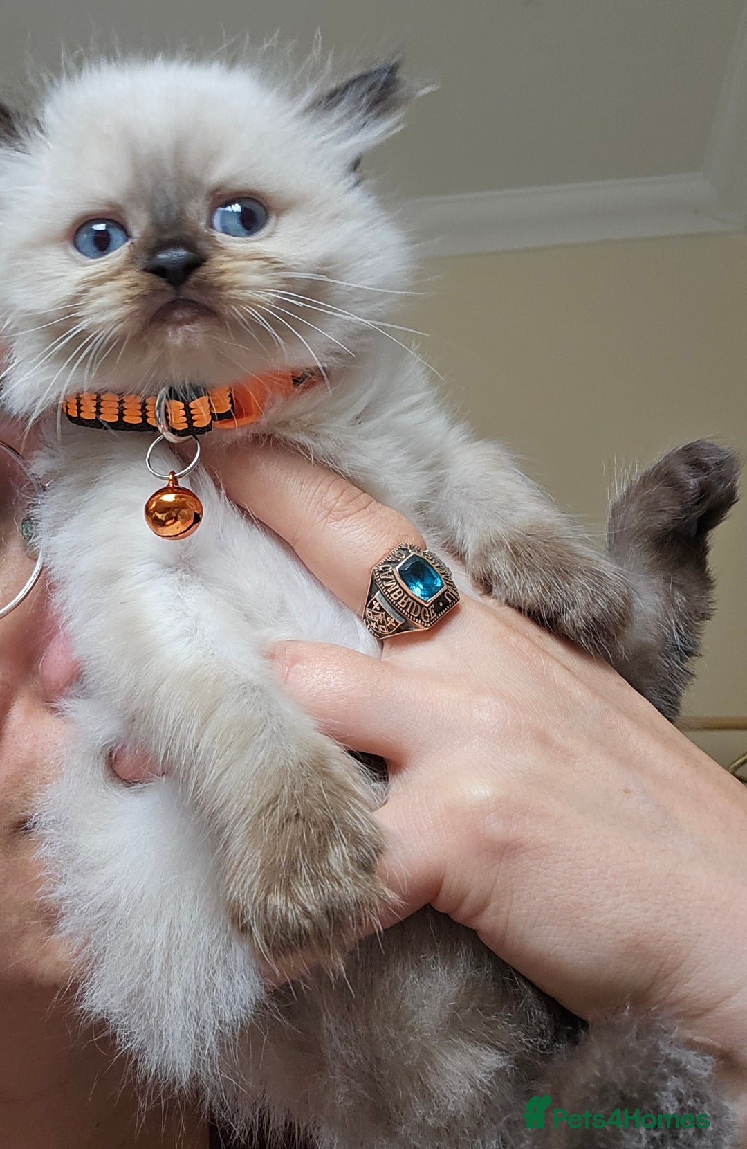 Himalayan cats for sale: Adorable Himalayan Kittens (Both Female) - Image 3