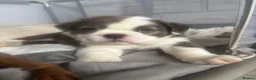 English Bulldog dogs for sale: FLUFFY ENGLISH BULLDOG  - Advert 5