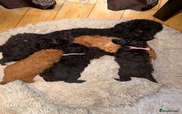 Toy Poodle dogs for sale: KC REG Purebred Stunning Toy Poodle Pups❤️  - Image 11