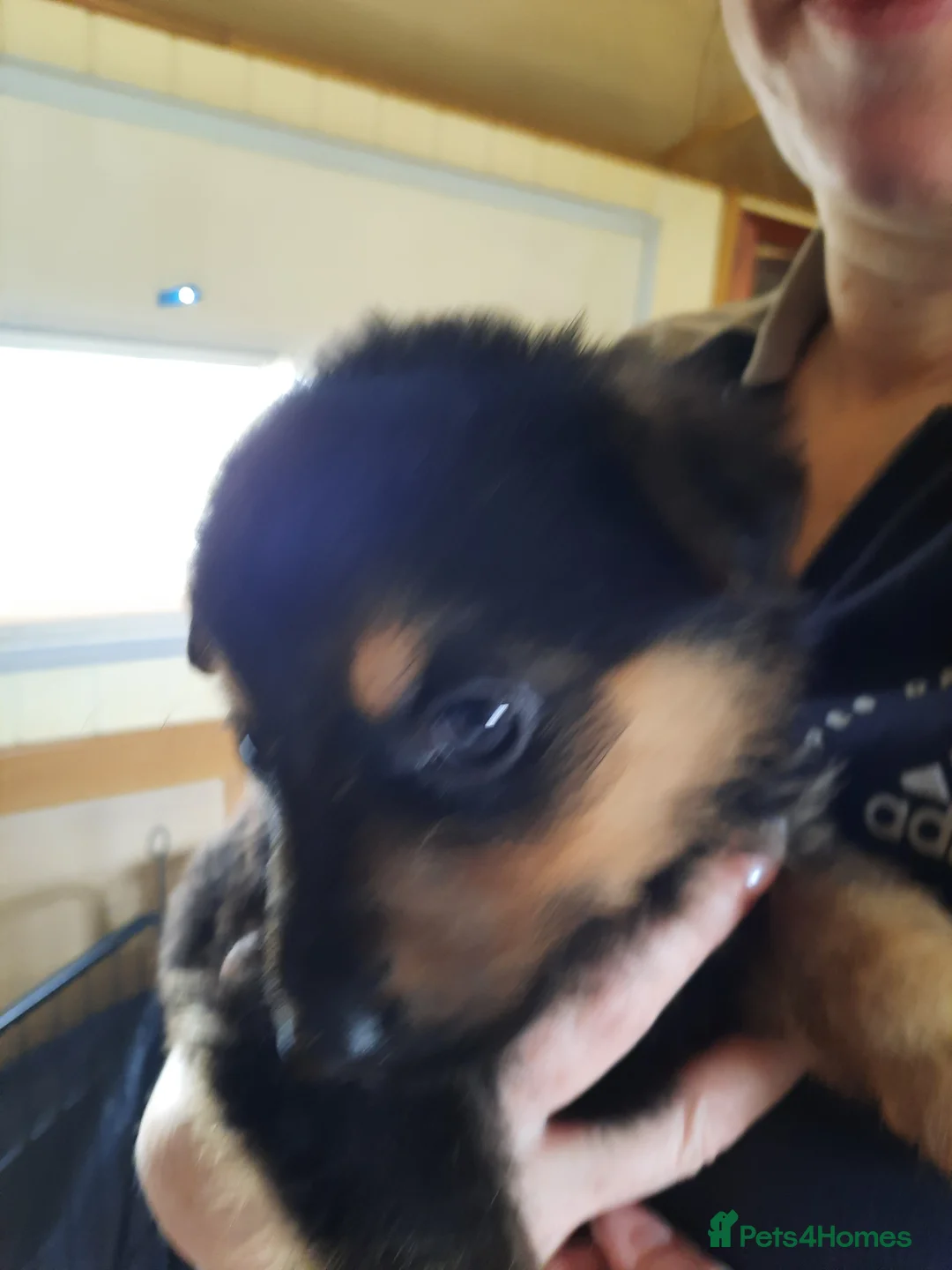 Mixed Breed dogs for sale: Rottweiler X German Shepherd Puppies  in Bristol - Advert 40