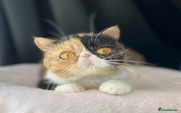 Exotic cats for sale: Two Stunning Neutered Exotic Adults - Retired - Image 4