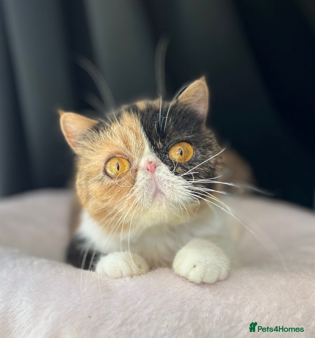 Exotic cats for sale: Two Stunning Neutered Exotic Adults - Retired - Image 4