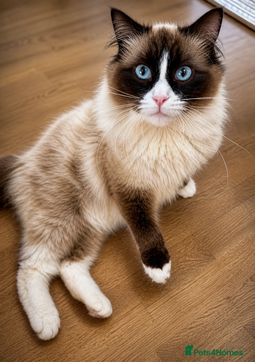 Ragdoll cats for sale: 9 beautiful ragdoll kittens  - Advert 13
