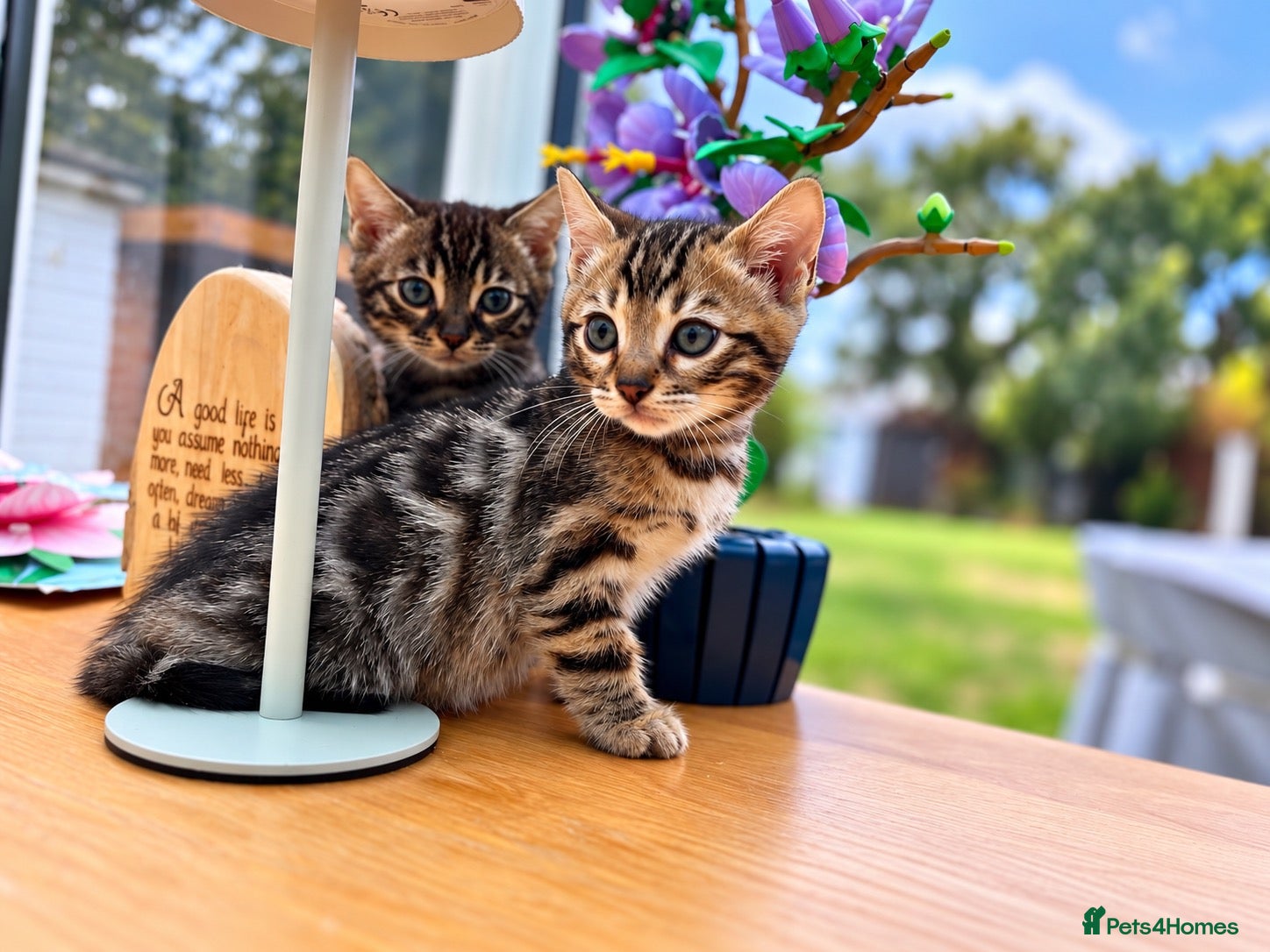 Bengal cats for sale: 🐆 2 BEAUTIFUL TICA BENGAL GIRLS – £1,200 EACH 🐆 - Advert 2