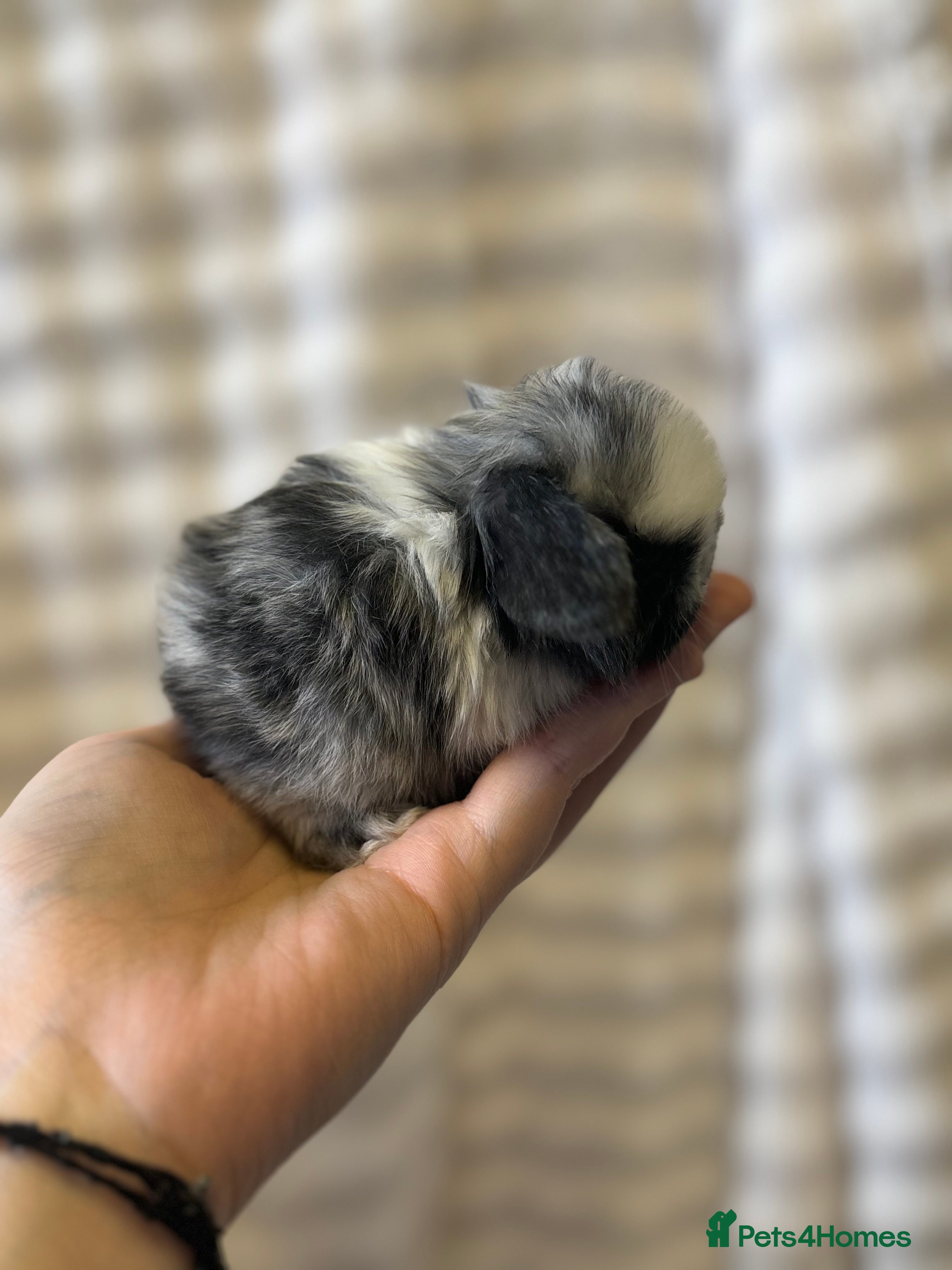 Mini Lop rabbits Beautiful Pure Bred Mini Lops - Advert 10