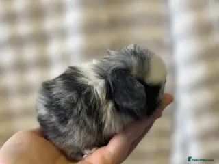 Mini Lop rabbits Beautiful Pure Bred Mini Lops - Advert 8