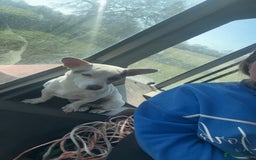 Jack Russell dogs for stud: Small short legged pure Jack Russel  - Advert 4