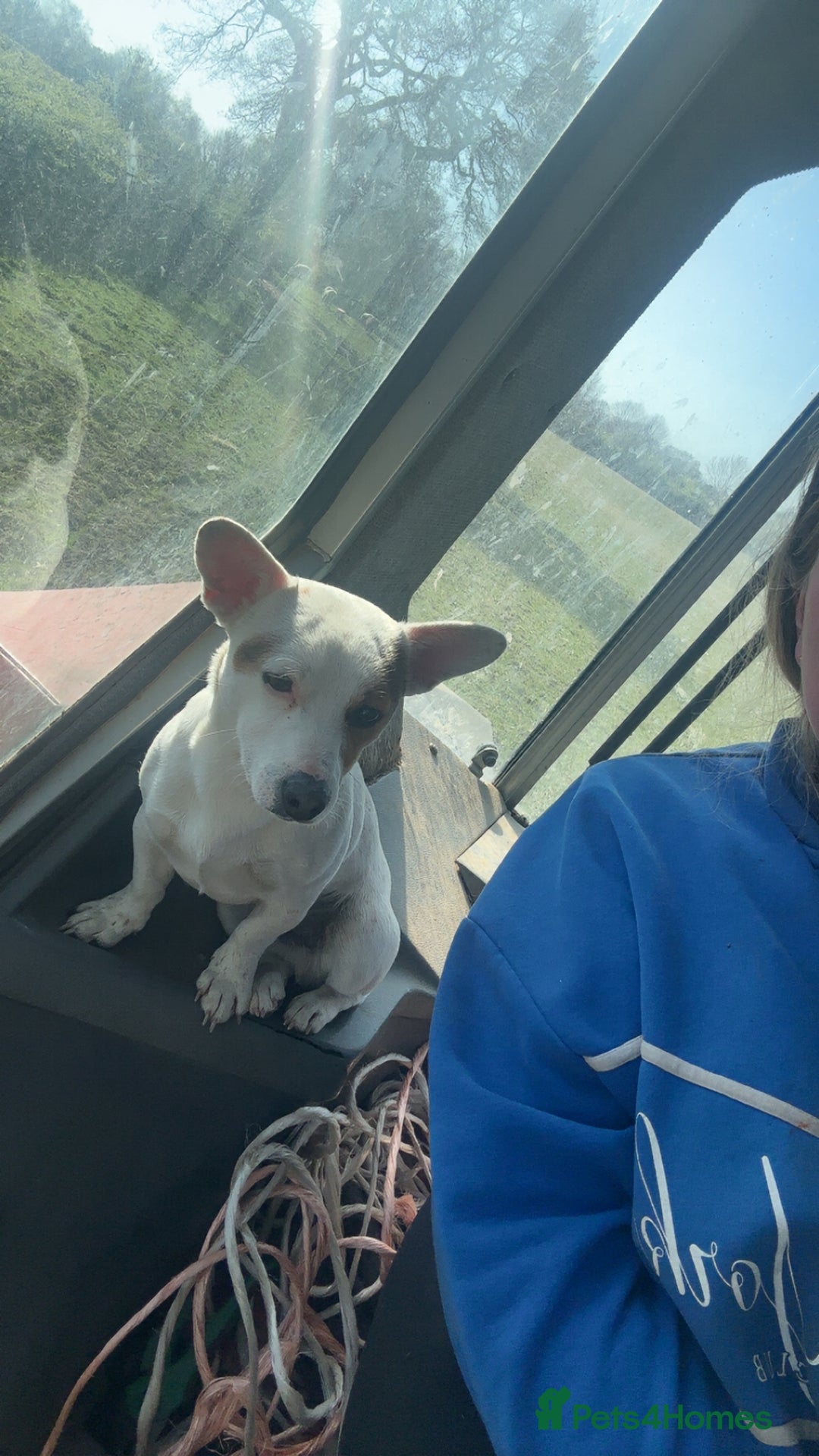 Jack Russell dogs for stud: Small short legged pure Jack Russel  - Advert 4