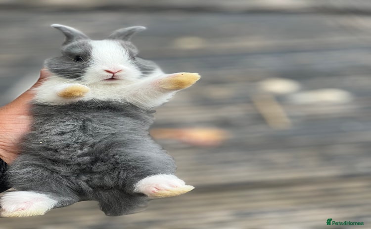 Mixed Breed rabbits - Advert 20