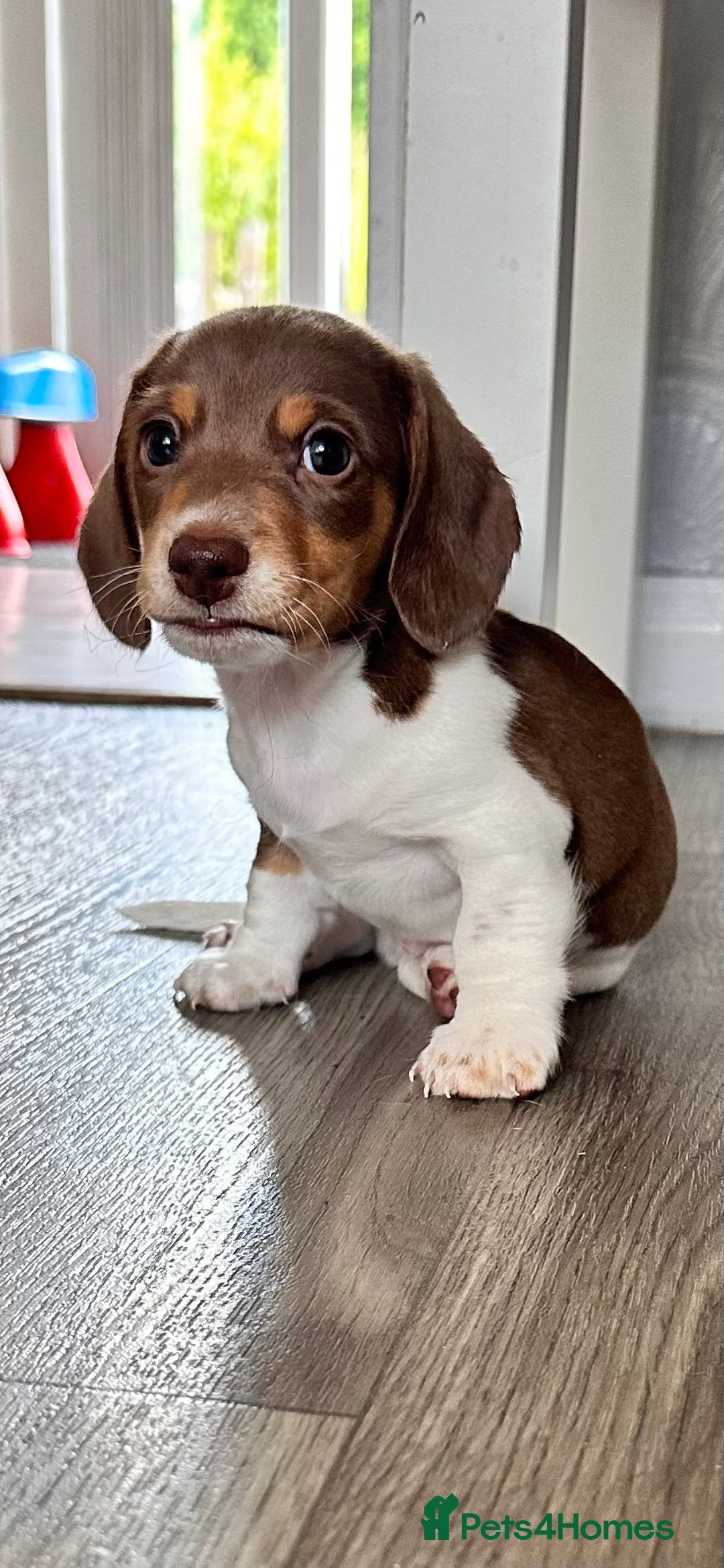 Miniature Dachshund dogs for sale: Kc registered mini Dachshund quality puppies  - Image 15