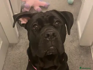 Cane Corso dogs Luna cane corso - Advert 1