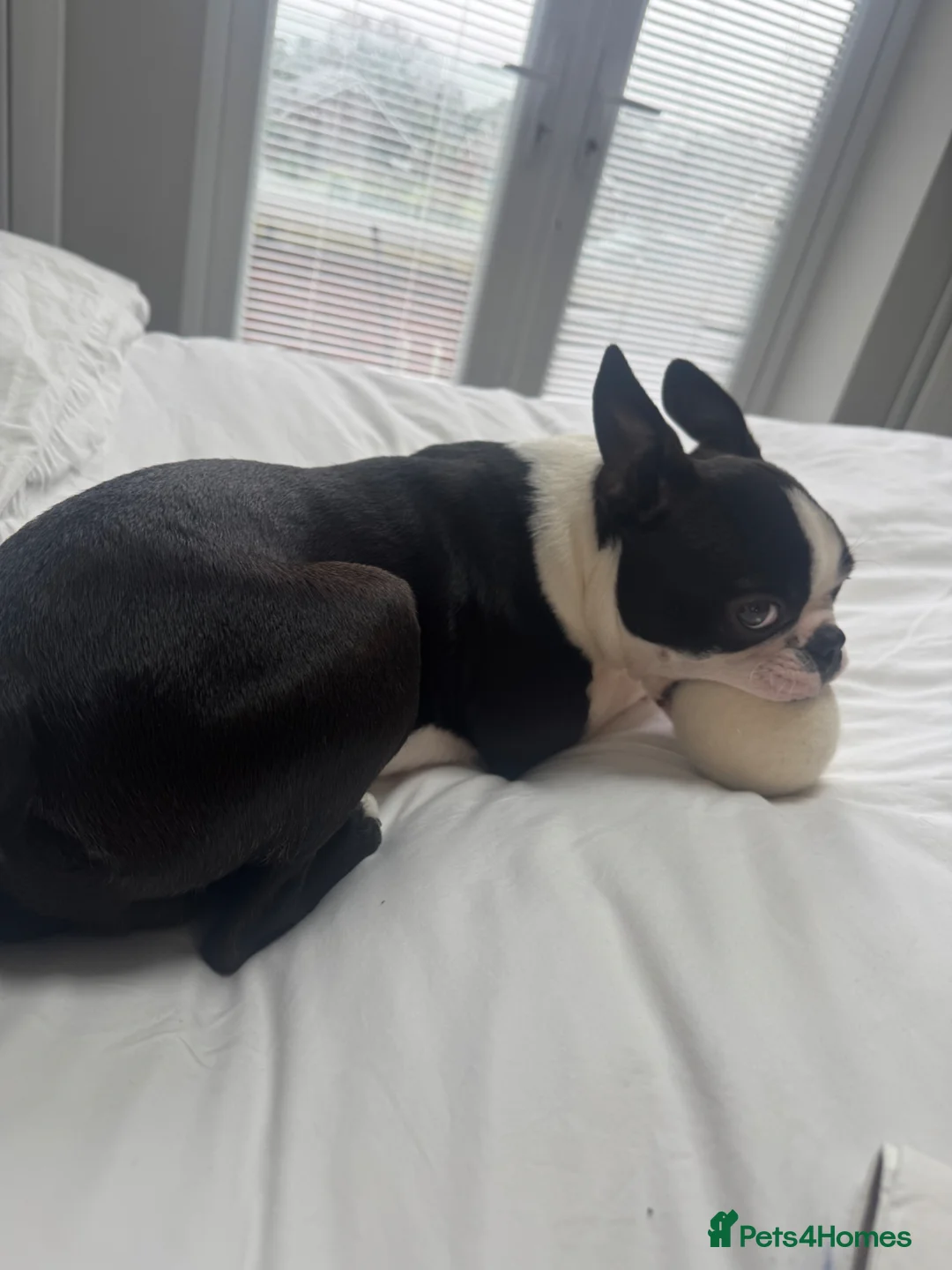 Boston Terrier dogs for sale: 8 month old male pure Boston - Advert 7