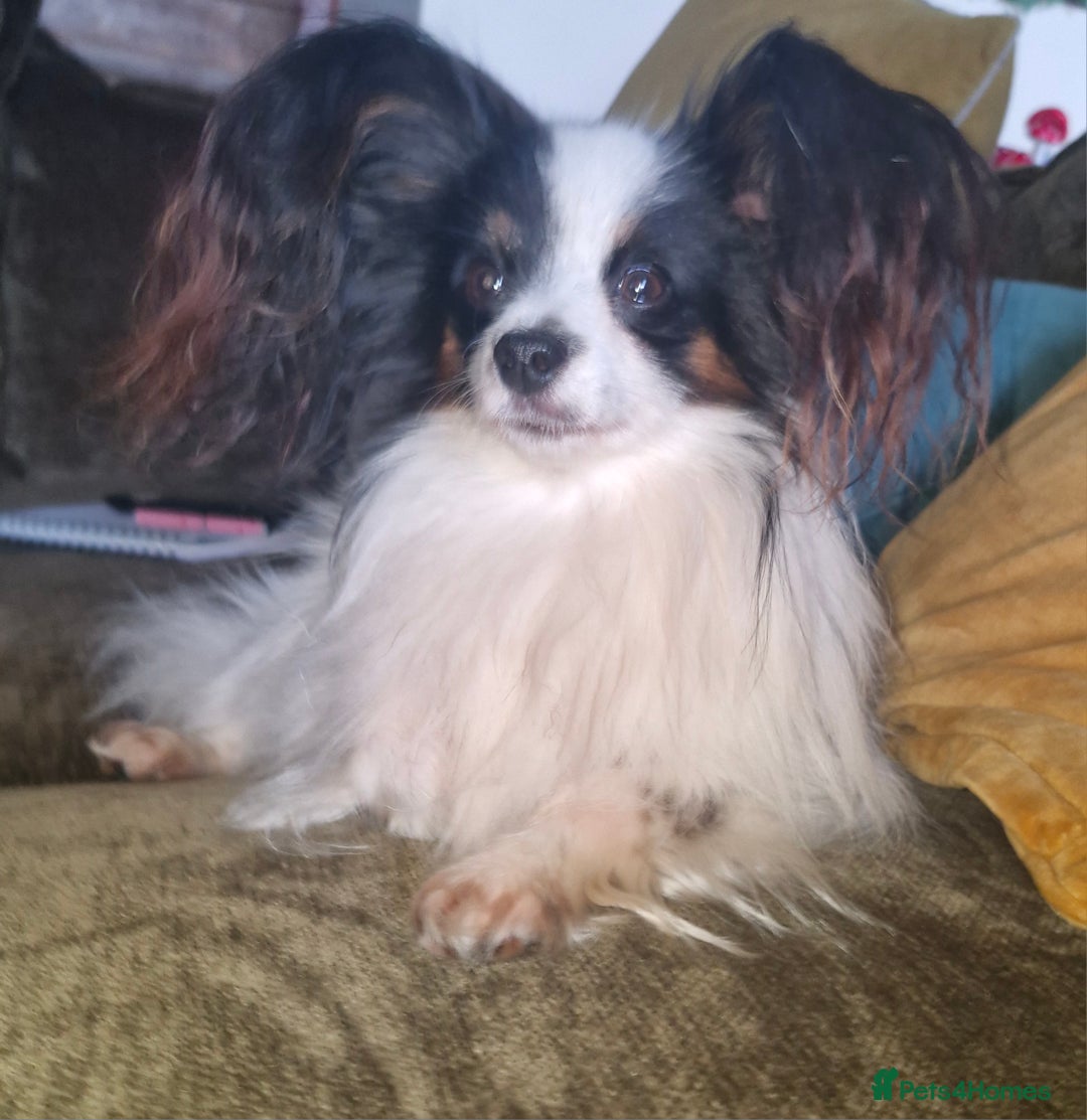 Papillon dogs for sale: KC Papillons DNA tested parents  - Advert 4