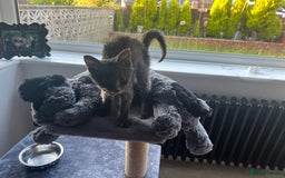 Ragdoll cats for sale: Beautiful Russian Blue Kitten  - Image 7