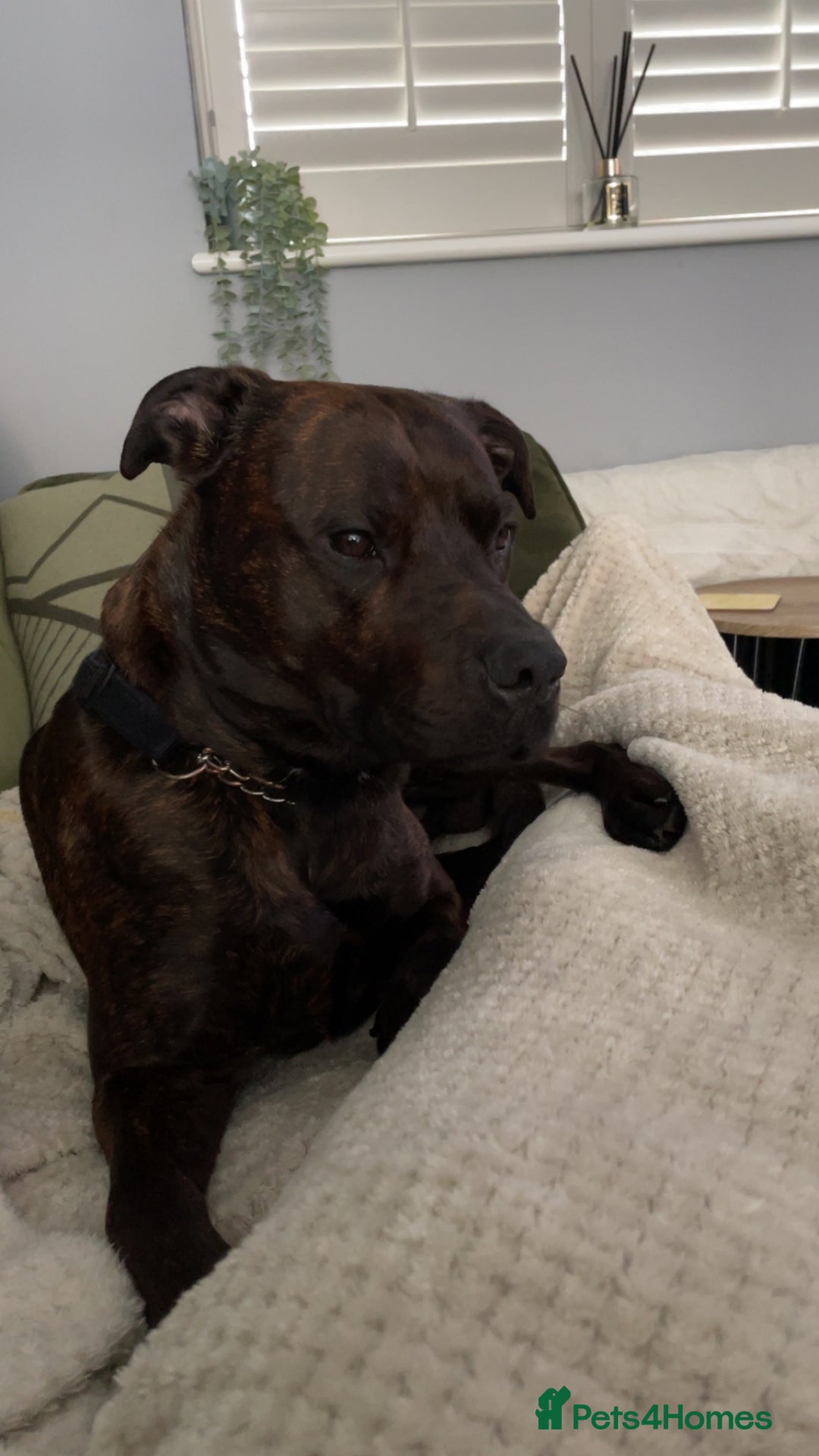 Mixed Breed dogs for sale: 4 year old male staffy mastiff cross - Advert 3