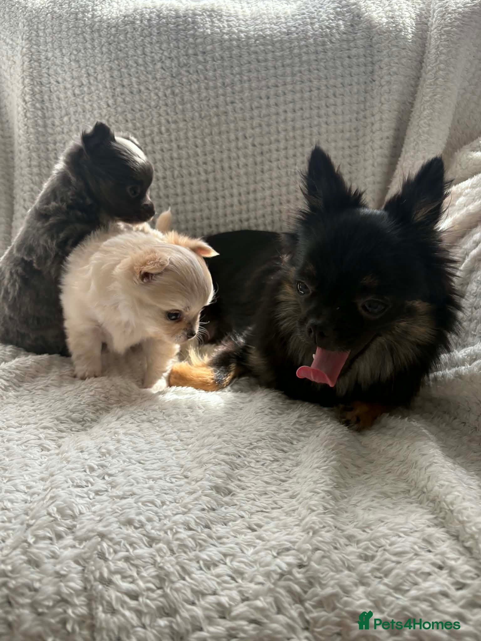Chihuahua dogs  **  tiny long coat female chihuahua puppies  - Advert 2