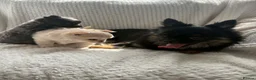 Chihuahua dogs for sale:  **  tiny long coat female chihuahua puppies  in Hull - Advert 1