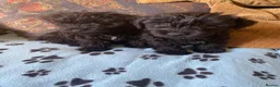 Mixed Breed dogs for sale: Bedlington x Cairn Terrier - Advert 10