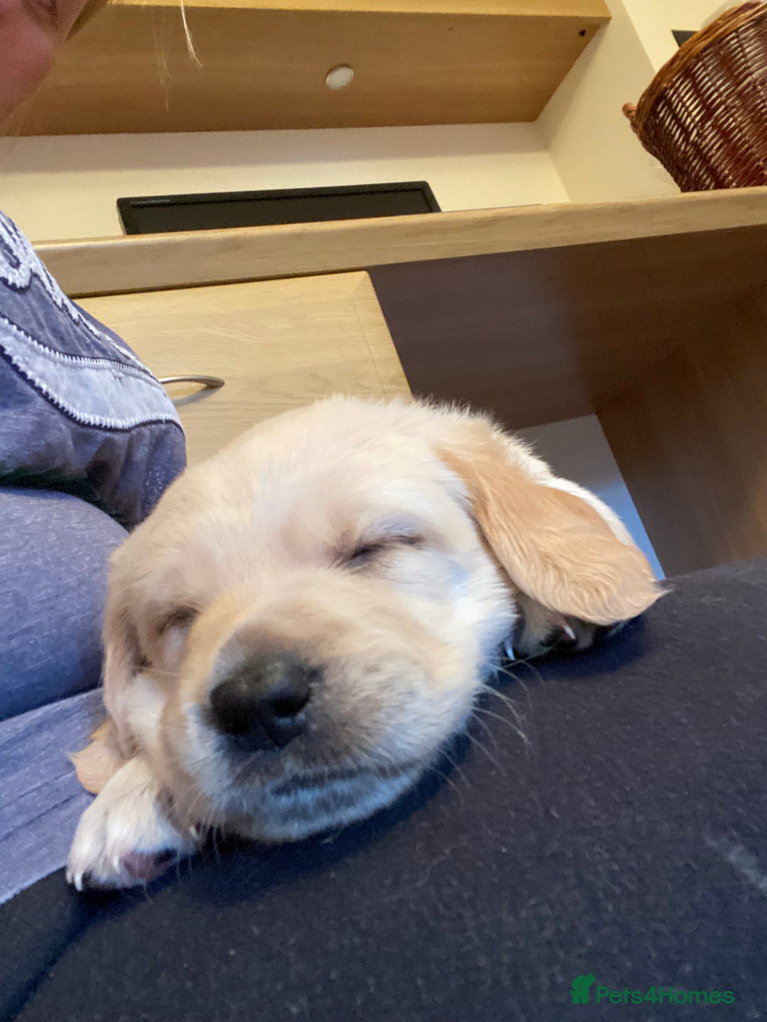 Goldador dogs for sale: Gorgeous Labrador/golden retriever puppies - Image 8