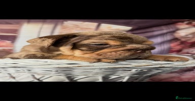 English Bulldog dogs - Advert 8