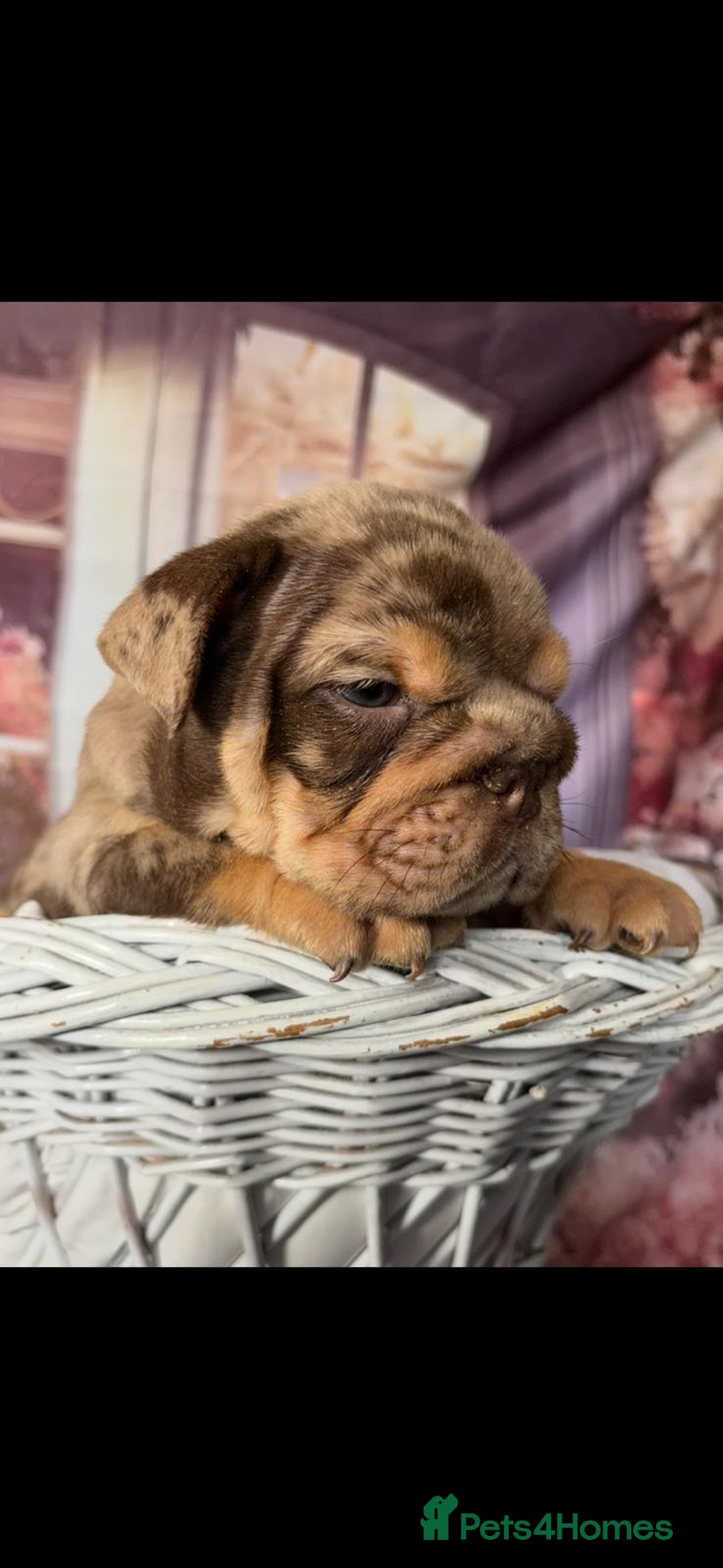 English Bulldog dogs for sale: KC REGISTED TOP BLOODLINE  - Image 3