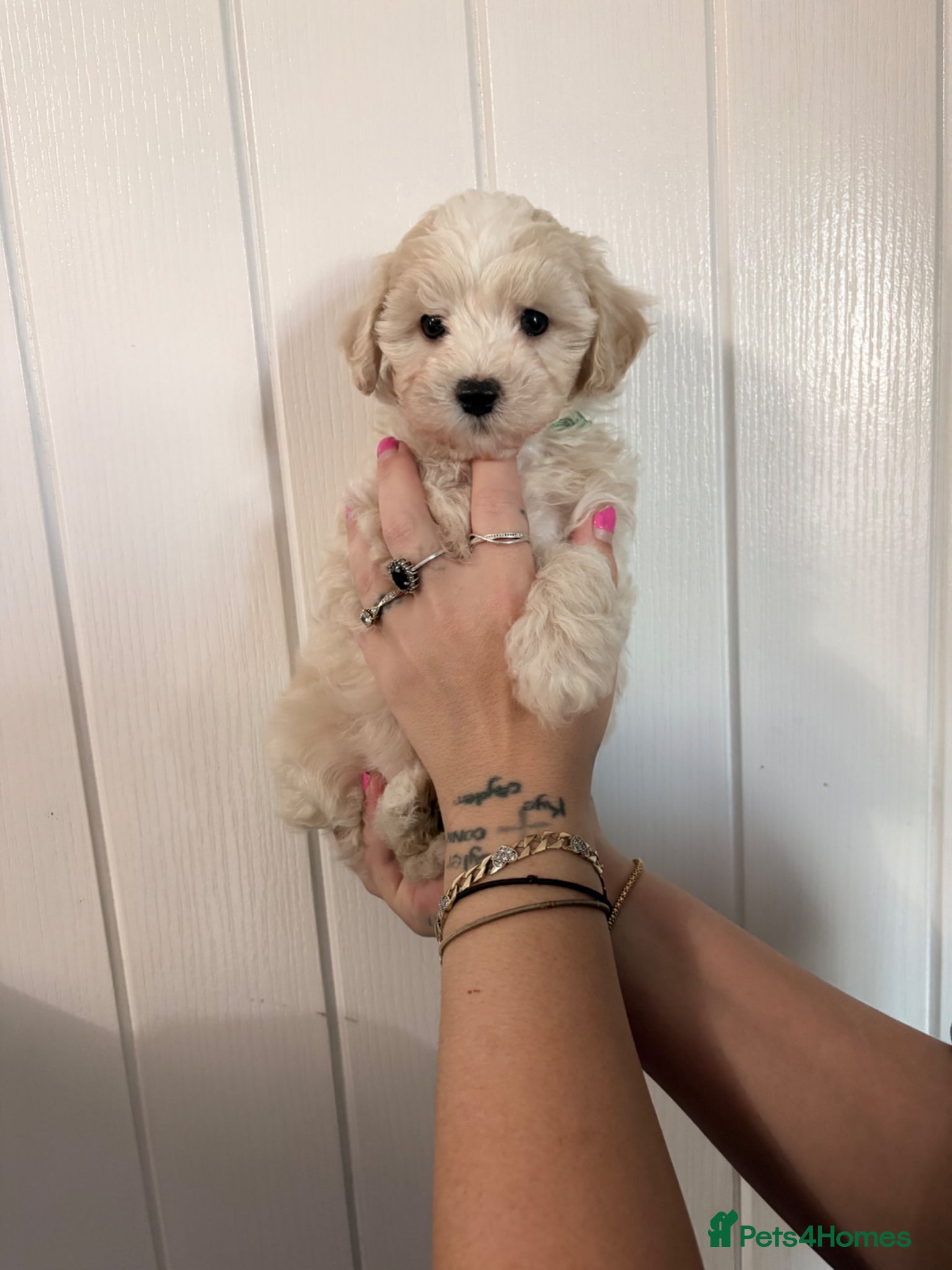 Maltipoo dogs F1 Korean Maltipoo puppies  - Advert 1