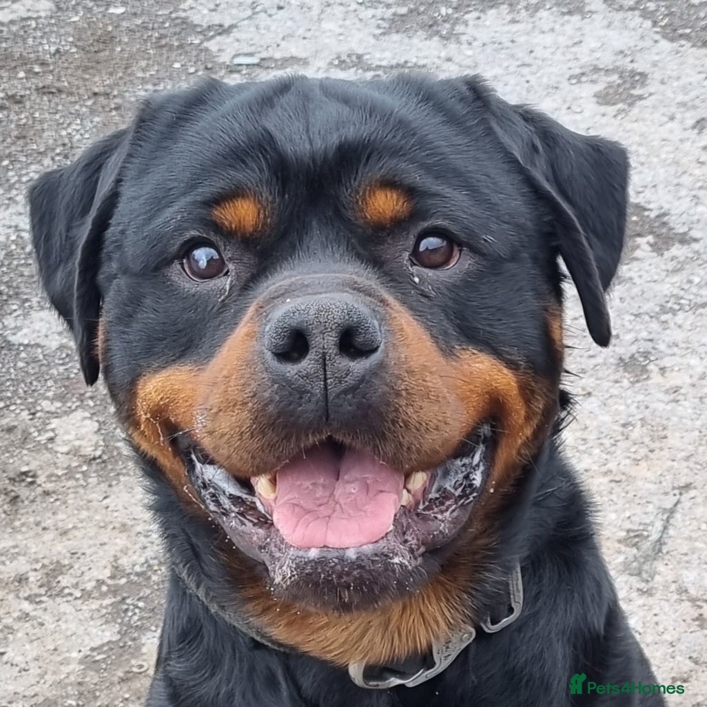 Rottweiler dogs for stud: Vader - Advert 4