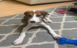 Saluki dogs for sale: Rosie is looking for her forever home  - Advert 6