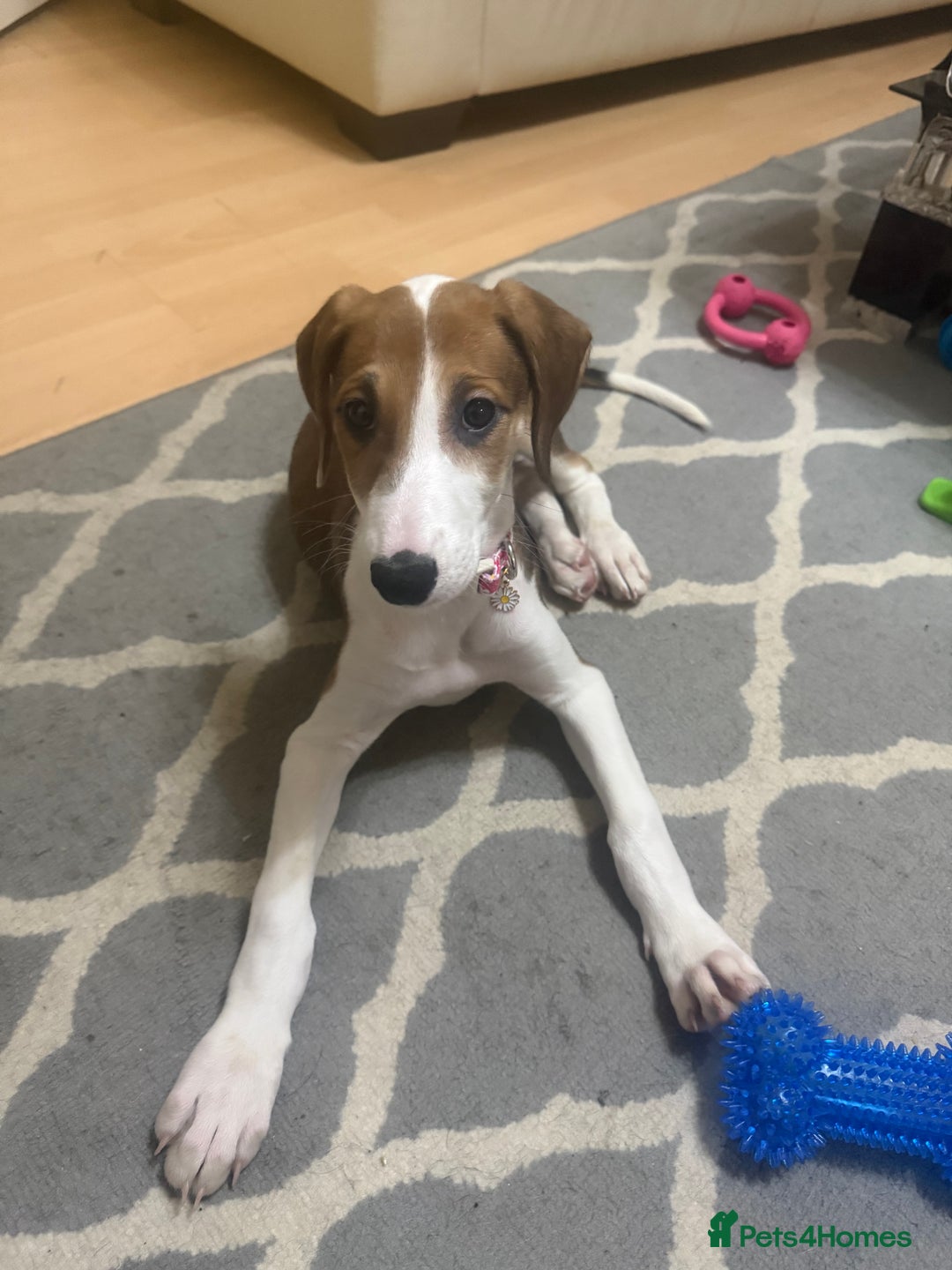 Saluki dogs for sale: Rosie is looking for her forever home  - Advert 6