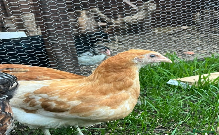 Chickens poultry - Advert 5