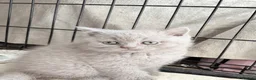 British Shorthair cats for sale: Adorable British Shorthair Kittens Ready to go - Advert 5