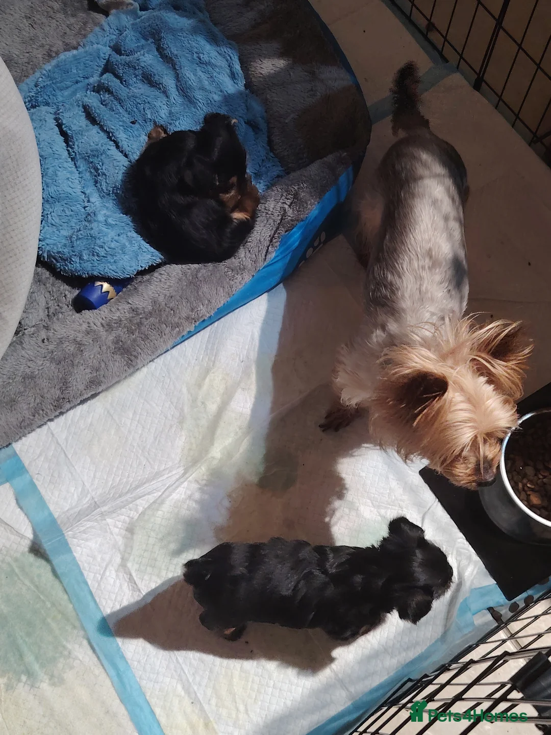Yorkshire Terrier dogs for sale: One pure yorkie boy for £1500 in Gravesend - Advert 1